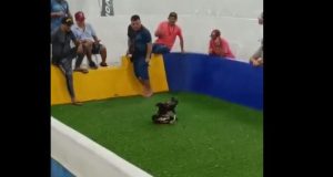 Vídeo: ‘rinha’ de galos é desarticulada no AmazonasMais de 80 animais foram apreendidos e 16 pessoas foram detidas Vídeo: 'rinha' de galos é desarticulada no Amazonas