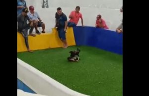 Vídeo: ‘rinha’ de galos é desarticulada no AmazonasMais de 80 animais foram apreendidos e 16 pessoas foram detidas Vídeo: 'rinha' de galos é desarticulada no Amazonas