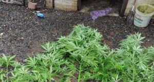 Filho que dizia ter plantação de mandioca para o pai é preso após descoberta de maconhaHomem foi preso por tráfico de drogas em Timbó. ilho que dizia ter plantação de mandioca para o pai é preso após descoberta de maconha