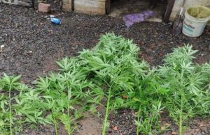 Filho que dizia ter plantação de mandioca para o pai é preso após descoberta de maconhaHomem foi preso por tráfico de drogas em Timbó. ilho que dizia ter plantação de mandioca para o pai é preso após descoberta de maconha