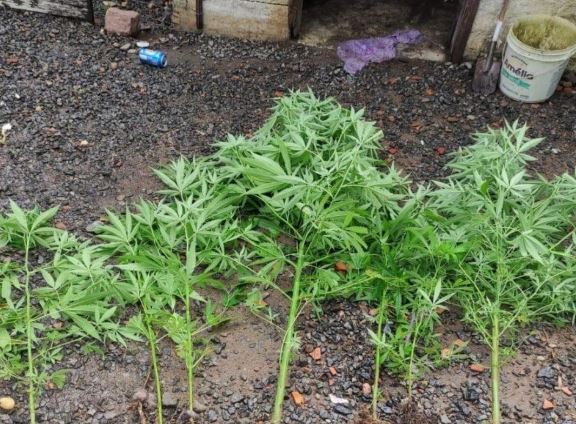 filho que dizia ter plantação de mandioca para o pai é preso após descoberta de maconha ilho que dizia ter plantação de mandioca para o pai é preso após descoberta de maconha