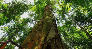 Em 2023, Governo do Amazonas captou mais de R$ 76 milhões para investir na gestão ambientalForam aplicados R$ 300 milhões em multas durante operações de combate e repressão a crimes ambientais. Em 2023, Governo do Amazonas captou mais de R$ 76 milhões para investir na gestão ambiental
