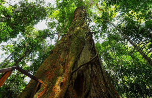 Em 2023, Governo do Amazonas captou mais de R$ 76 milhões para investir na gestão ambientalForam aplicados R$ 300 milhões em multas durante operações de combate e repressão a crimes ambientais. Em 2023, Governo do Amazonas captou mais de R$ 76 milhões para investir na gestão ambiental