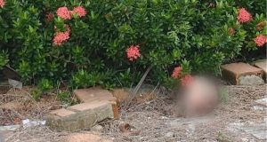 Cabeça humana encontrada na zona norte de Manaus Cabeça humana encontrada na zona norte de Manaus