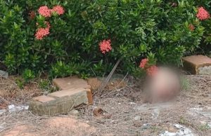 Cabeça humana encontrada na zona norte de Manaus Cabeça humana encontrada na zona norte de Manaus