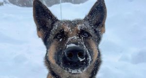 Cadela policial localiza criança desaparecida a mais de 3 km nos EUABiza, a heroína de quatro patas, encontrou o menor em segurança, apesar das temperaturas congelantes. Cadela policial localiza criança desaparecida a mais de 3 km nos EUA