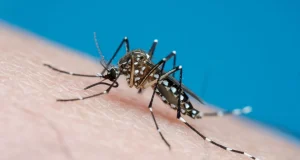 Dengue no Brasil: aumento preocupante de casos e mortes Dengue no Brasil: aumento preocupante de casos e mortes