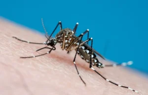 Dengue no Brasil: aumento preocupante de casos e mortes Dengue no Brasil: aumento preocupante de casos e mortes