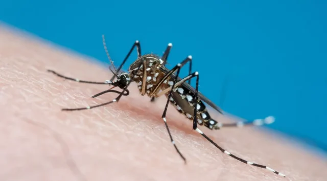 Dengue no Brasil aumento preocupante de casos e mortes Dengue no Brasil: aumento preocupante de casos e mortes