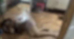 Grávida de 2 meses é executada em ManausO crime aconteceu na frente do filho de 3 anos e do namorado. Grávida de 2 meses é executada em Manaus