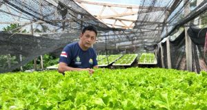 Hidroponia: tecnologia revoluciona horticultura Amazonense com produtividade excepcional e benefícios inovadores Hidroponia tecnologia revoluciona horticultura Amazonense com produtividade excepcional e benefícios inovadores
