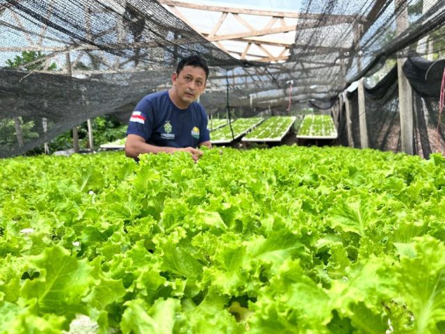 Hidroponia tecnologia revoluciona horticultura Amazonense com produtividade excepcional e benefícios inovadores