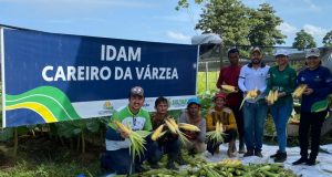 Idam colhe 696 quilos de milho verde em Careiro da Várzea: impulsionando a produção local Idam colhe 696 quilos de milho verde em Careiro da Várzea: impulsionando a produção local