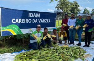 Idam colhe 696 quilos de milho verde em Careiro da Várzea: impulsionando a produção local Idam colhe 696 quilos de milho verde em Careiro da Várzea: impulsionando a produção local