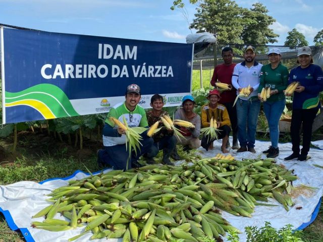 Idam colhe 696 quilos de milho verde em Careiro da Várzea Impulsionando a Produção Local Idam colhe 696 quilos de milho verde em Careiro da Várzea: impulsionando a produção local