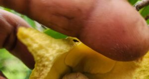 Manaquiri: plantação de graviola recebe polinização artificial realizada pelo Idam Manaquiri: plantação de graviola recebe polinização artificial realizada pelo Idam
