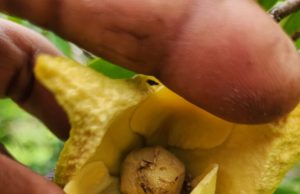 Manaquiri: plantação de graviola recebe polinização artificial realizada pelo Idam Manaquiri: plantação de graviola recebe polinização artificial realizada pelo Idam