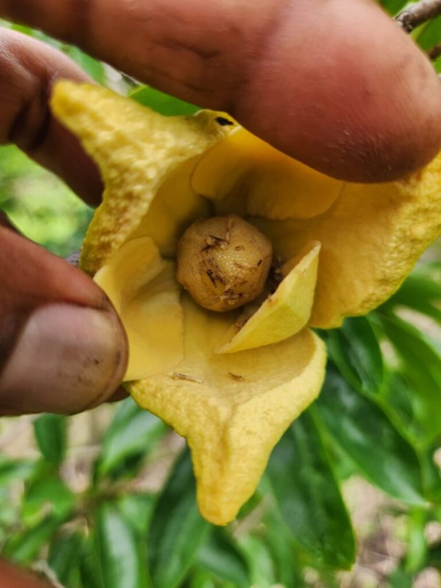Manaquiri plantação de graviola recebe polinização artificial realizada pelo Idam Manaquiri: plantação de graviola recebe polinização artificial realizada pelo Idam