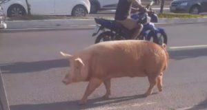 Vídeo: porco “passeia” na Avenida Silves e causa alvoroço em Manaus Porco "passeia" na Avenida Silves e causa alvoroço em Manaus