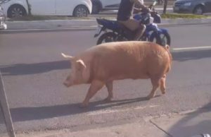 Vídeo: porco “passeia” na Avenida Silves e causa alvoroço em Manaus Porco "passeia" na Avenida Silves e causa alvoroço em Manaus