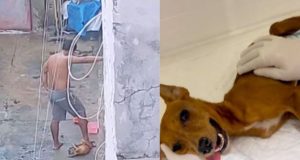 Em Manaus, homem é preso após pisar na cabeça de cachorro Em Manaus, homem é preso após pisar na cabeça de cachorro