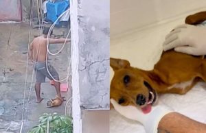 Em Manaus, homem é preso após pisar na cabeça de cachorro Em Manaus, homem é preso após pisar na cabeça de cachorro