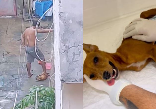 Em Manaus, homem é preso após pisar na cabeça de cachorro