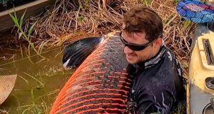 Peixe gigante! Pescador fisga pirarucu de mais de 2 metros e 130 quilos Peixe gigante! Pescador fisga pirarucu de mais de 2 metros e 130 quilos