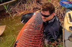 Peixe gigante! Pescador fisga pirarucu de mais de 2 metros e 130 quilos Peixe gigante! Pescador fisga pirarucu de mais de 2 metros e 130 quilos