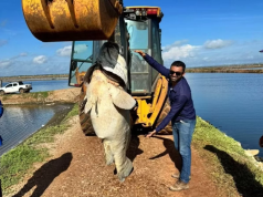 Peixe gigante de quase 200 kg encontrado em canal de fazenda de camarão Peixe gigante de quase 200 kg encontrado em canal de fazenda de camarão