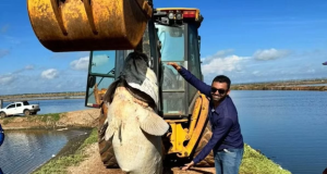 Peixe gigante de quase 200 kg encontrado em canal de fazenda de camarão Peixe gigante de quase 200 kg encontrado em canal de fazenda de camarão