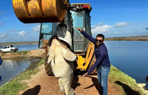 Peixe gigante de quase 200 kg encontrado em canal de fazenda de camarão Peixe gigante de quase 200 kg encontrado em canal de fazenda de camarão