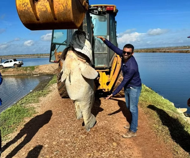 Peixe gigante de quase 200 kg encontrado em canal de fazenda de camarão