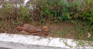 Artefato explosivo é desativado pela PMAM em calçada de delegacia no Amazonas Artefato explosivo é desativado pela PMAM em calçada de delegacia no Amazonas