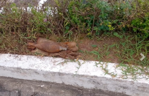 Artefato explosivo é desativado pela PMAM em calçada de delegacia no Amazonas Artefato explosivo é desativado pela PMAM em calçada de delegacia no Amazonas