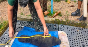 Peixe-boi é resgatado em Autazes Peixe-boi é resgatado em Autazes