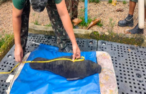 Peixe-boi é resgatado em Autazes Peixe-boi é resgatado em Autazes