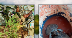 Polícia Militar do Amazonas resgata animais silvestres em ManausForam resgatados no domingo (07/04) um jacaretinga e dois quelônios. Polícia Militar do Amazonas resgata animais silvestres em Manaus