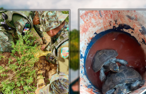 Polícia Militar do Amazonas resgata animais silvestres em ManausForam resgatados no domingo (07/04) um jacaretinga e dois quelônios. Polícia Militar do Amazonas resgata animais silvestres em Manaus