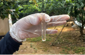 Saúde divulga informe epidemiológico de arboviroses no Amazonas Saúde divulga informe epidemiológico de arboviroses no Amazonas