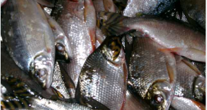 ADS realiza edição especial da Feira de Produtos Regionais e doa três toneladas de peixes a instituições assistenciaisA iniciativa foi realizada durante a 8ª edição do Governo Presente, visando beneficiar famílias da zona oeste de Manaus. ADS realiza edição especial da Feira de Produtos Regionais e doa três toneladas de peixes a instituições assistenciais