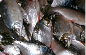 ADS realiza edição especial da Feira de Produtos Regionais e doa três toneladas de peixes a instituições assistenciaisA iniciativa foi realizada durante a 8ª edição do Governo Presente, visando beneficiar famílias da zona oeste de Manaus. ADS realiza edição especial da Feira de Produtos Regionais e doa três toneladas de peixes a instituições assistenciais