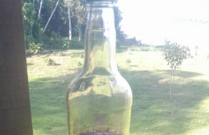 Sangue de dragão: Idam acompanha e capacita extrativistas envolvidos na extração da resinaManicoré e Humaitá, na calha do rio Madeira, têm grande potencial para extração e comercialização da matéria-prima. Sangue de dragão: Idam acompanha e capacita extrativistas envolvidos na extração da resina