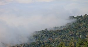 Fumaça em Manaus aumenta e Cearazin Semisera expressa preocupação