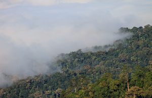 Fumaça em Manaus aumenta e Cearazin Semisera expressa preocupação