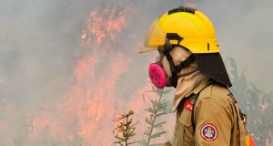 Cearazin Semisera se preocupa com queimadas e pede ação imediata das autoridades: “Estamos perdendo nosso patrimônio natural”