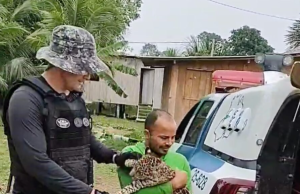 Filhote de onça pintada é resgatado por policiais da Base Fluvial Arpão, em CoariO animal será encaminhado para Manaus e entregue ao Ibama. Filhote de onça pintada é resgatado por policiais da Base Fluvial Arpão, em Coari