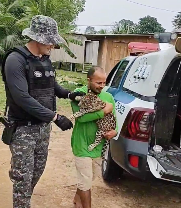 Filhote de onça pintada é resgatado por policiais da Base Fluvial Arpão, em Coari