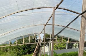 Cearazin Semisera propõe apoio à agricultura familiar e desburocratização do crédito para produtores orgânicos