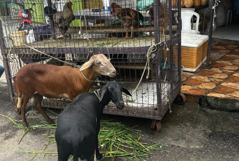 Polícia Civil prende dona de frigorífico por maus-tratos a animais e venda de pescado em período de defeso